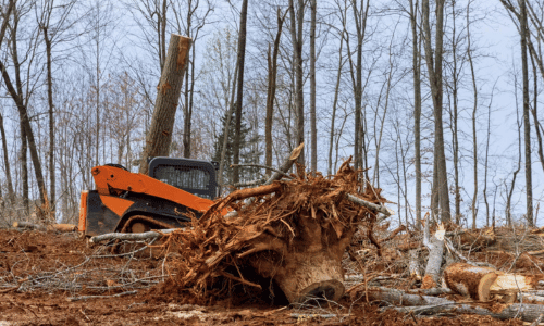 Tree stump and uprooted roots in a cleared area, with a tree removal machine in the background, illustrating professional tree removal services by Longwood Tree Service.