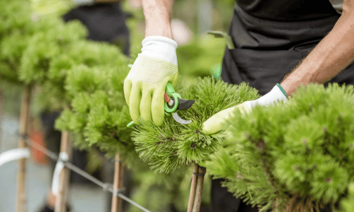 Person using pruning shears to trim healthy green pine branches, demonstrating tree trimming services for improved health and aesthetics.