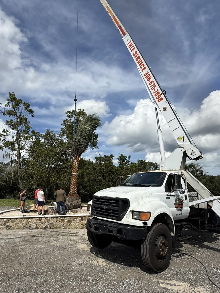 Crane service in action for tree removal, featuring a team working around a palm tree, with a tree service truck in the foreground and a clear sky backdrop.