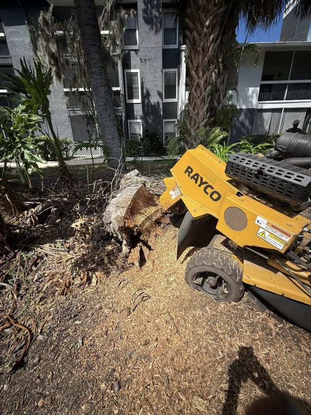 Tree stump being ground down by a Rayco stump grinder in an Orlando residential area, surrounded by palm trees and landscaping debris.
