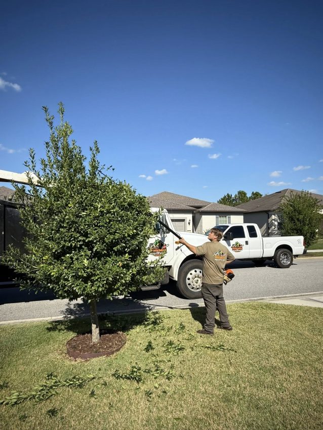 Tree care professional pruning a shrub in front of a residential home with a truck displaying tree removal branding, emphasizing routine maintenance for healthy landscapes in Orlando.