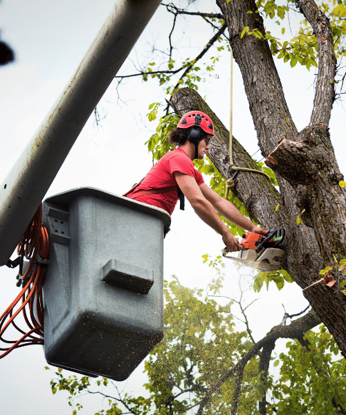 Tree service professional operating a chainsaw from a bucket lift to trim or remove branches, surrounded by green foliage, showcasing expertise in tree care and maintenance.